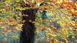 The Sacred Lives Of Trees